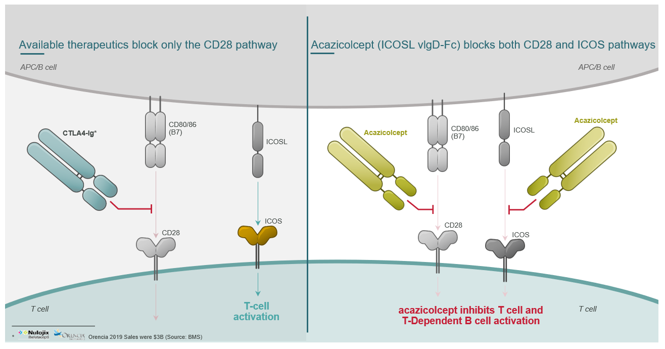 Available therapeutics only block the CD28 pathway, acazicolcept (ALPN-101) is a dual inhibitor of two T cell costimulatory receptors, CD28 and ICOS.