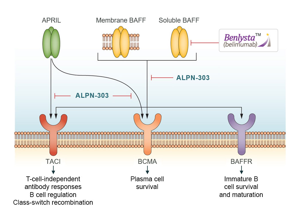 ALPN-303: Engineered inhibitor of BAFF (BLyS) and APRIL, clinically-validated cytokine pathway that plays key roles in B cell development, differentiation, and survival, and together contribute to the pathogenesis of multiple autoimmune diseases like lupus and many other autoantibody-related inflammatory diseases.