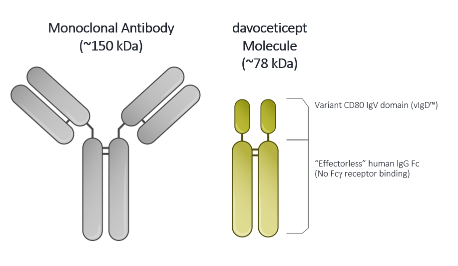 Davoceticept (ALPN-202), a Variant CD80 domain (vIgD™) fused to an “Effectorless” IgG Fc